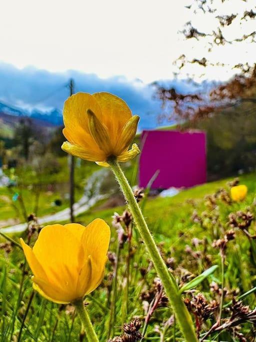 The View D Villa Bijelo Polje Dış mekan fotoğraf